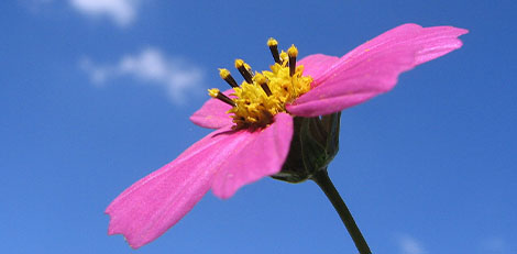 Image of Flower and Sky