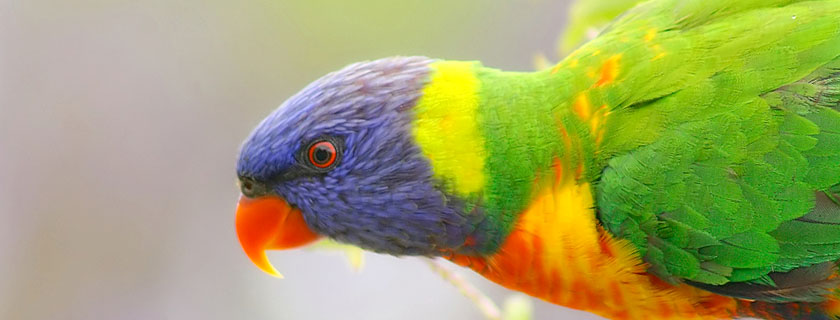 Image of Colorful Wild Parrot