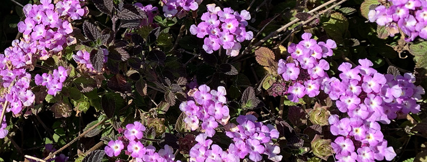 Image of Small Purple Flowers