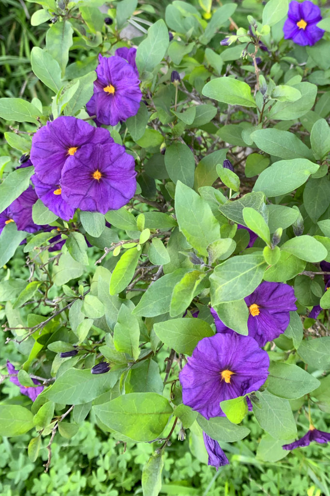 Image of Purple Flowers in Garden