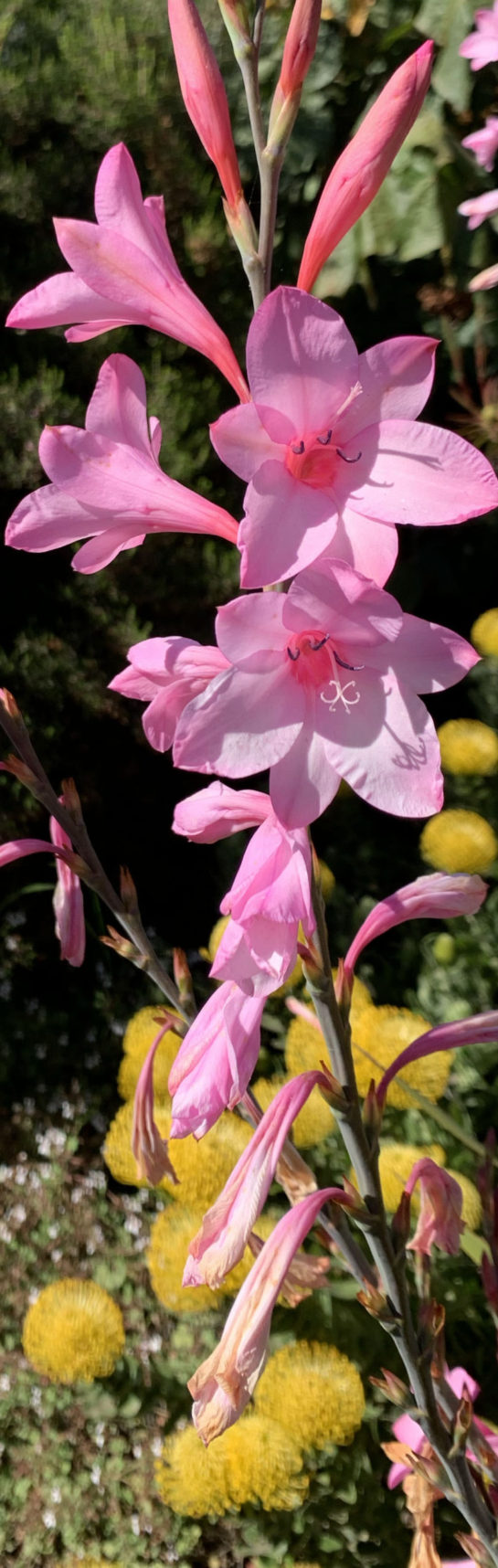 Image of Pink & Yellow Flowers