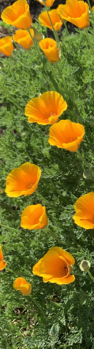 image of Orange Flowers